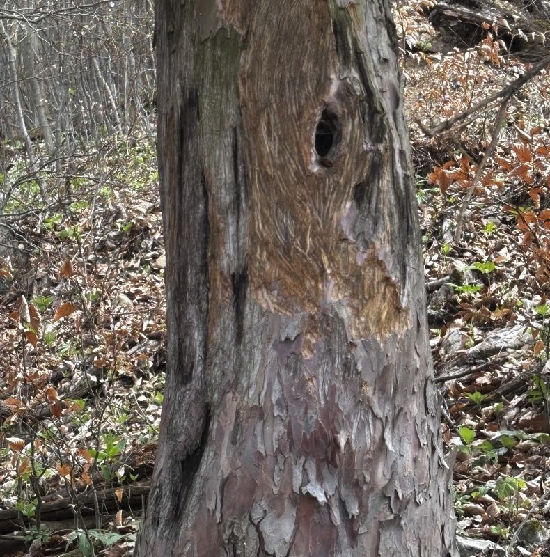 Tis obyčajný - kmeň stromu