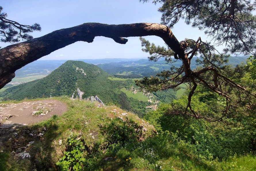 Tis obyčajný v Manínskej tiesňave – vzácny strom, ktorý prežil tisícročia